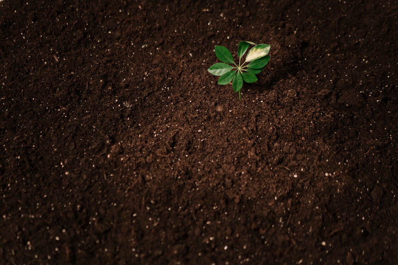 services-07 A small green plant sprouts from dark, rich soil, symbolizing new growth and potential.